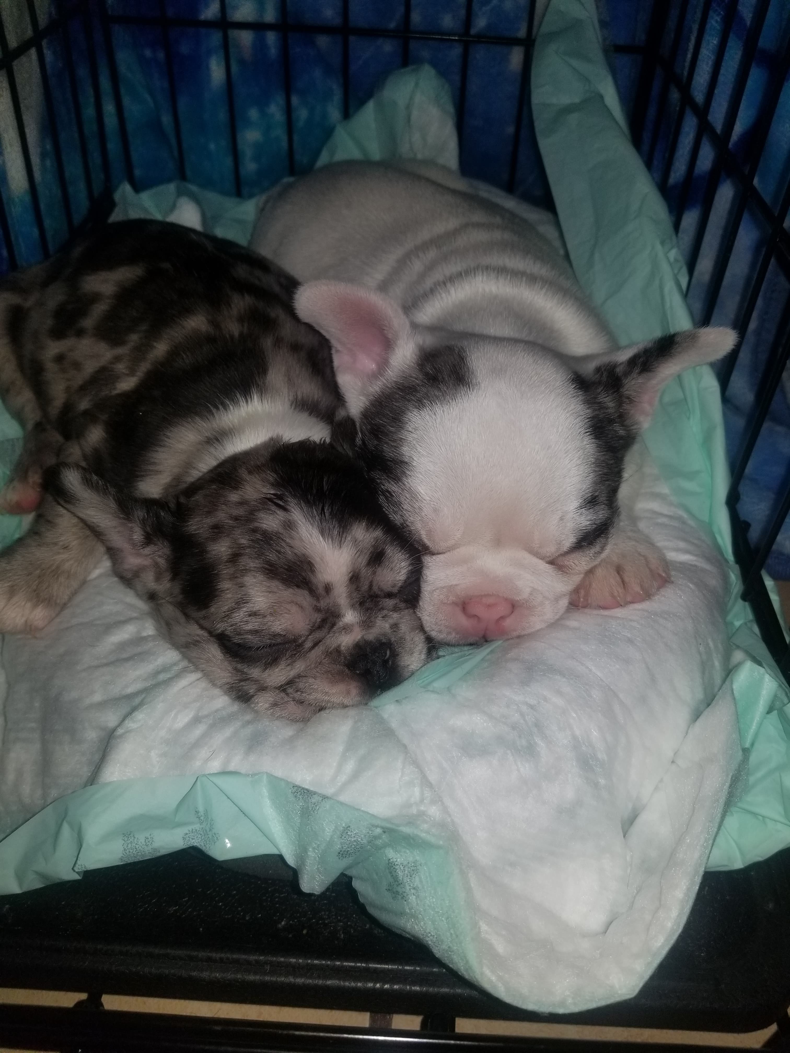 baby frenchies