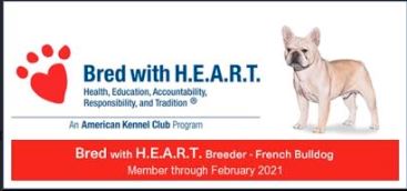 french bulldog breeder