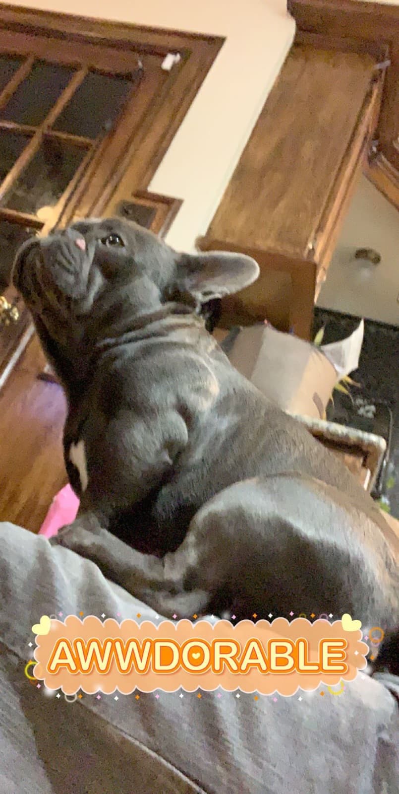 drax adorable